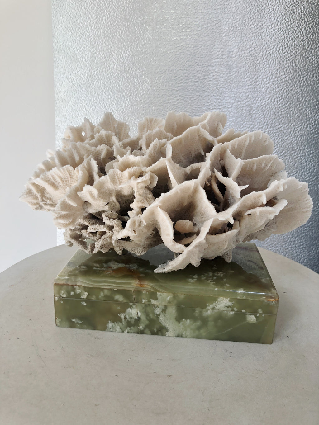 ANTIQUE WHITE CORAL