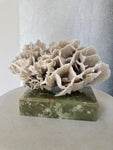 ANTIQUE WHITE CORAL